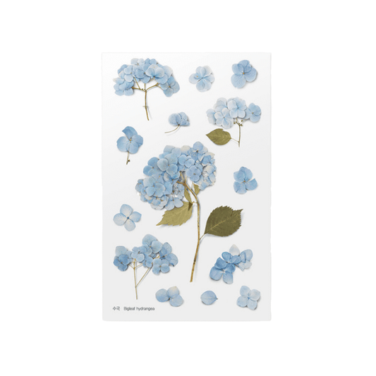Big Leaf Hydrangea - Pressed Flower Sticker