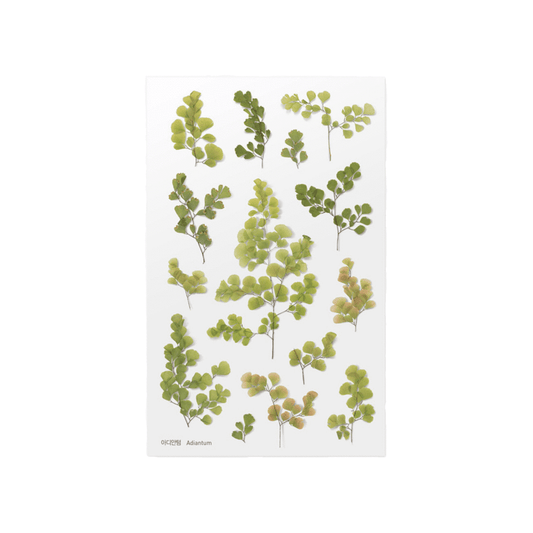 Adiantum - Pressed Flower Sticker