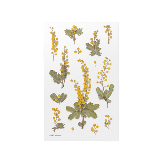 Mimosa - Pressed Flower Sticker