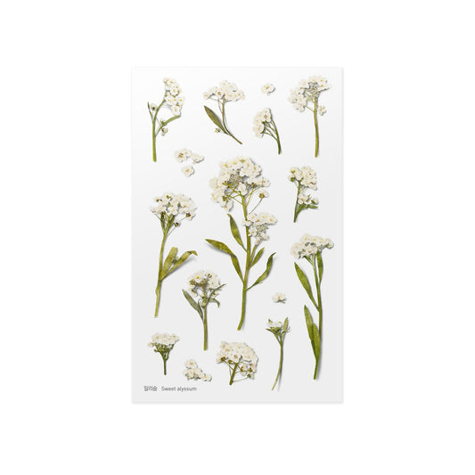 Sweet Alyssum - Pressed Flower Sticker